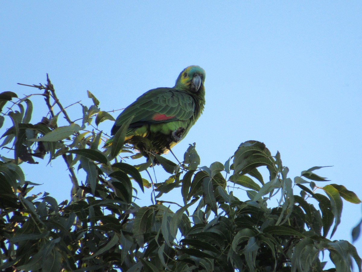 Turquoise-fronted Parrot - AndreLu AndreaVergara