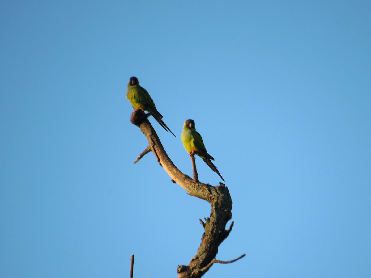 Nanday Parakeet - ML617845586