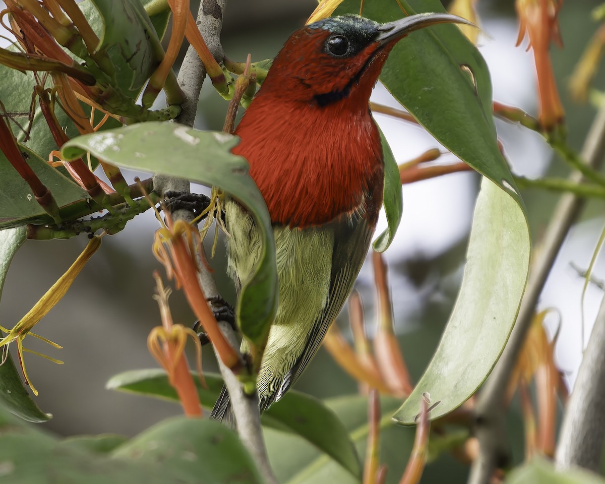 Crimson Sunbird - ML617845590