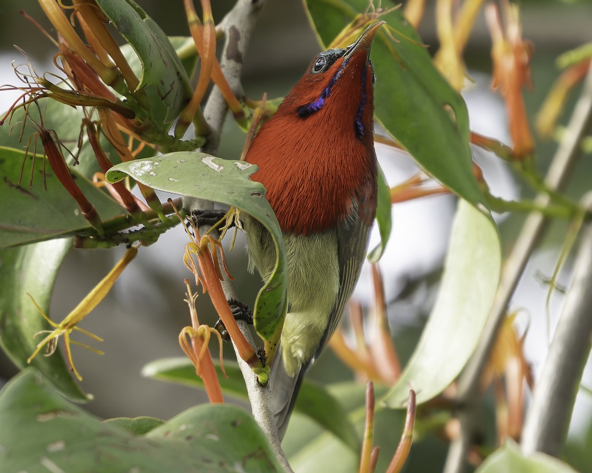 Crimson Sunbird - ML617845592