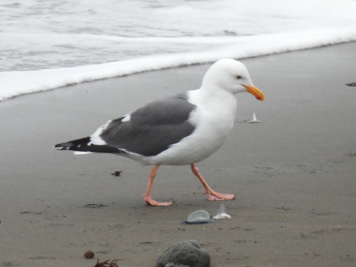 Western Gull - ML617845625