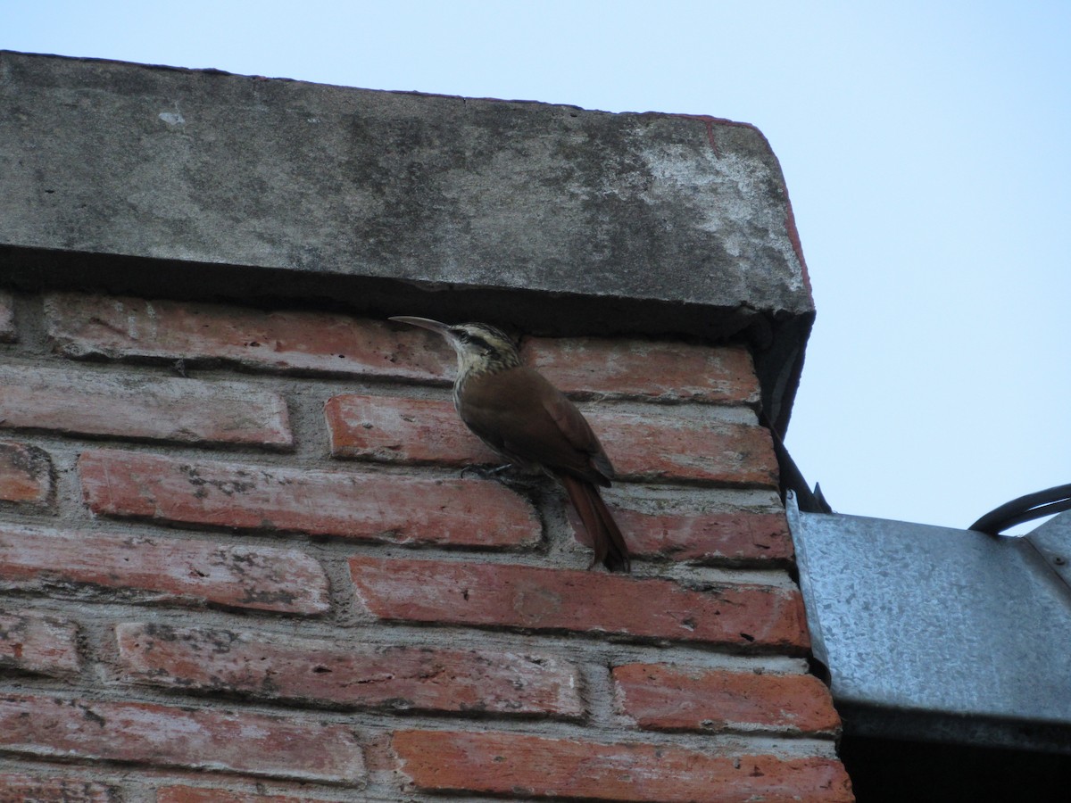 Narrow-billed Woodcreeper - ML617845627