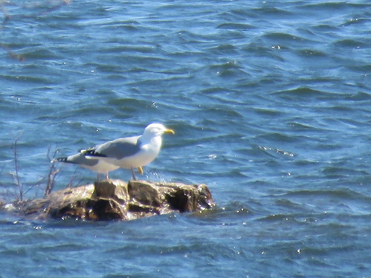 Herring Gull - ML617845644