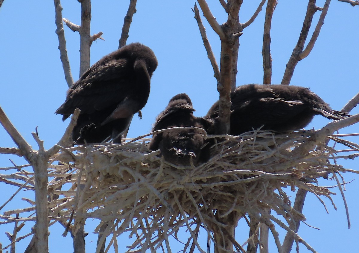 Neotropic Cormorant - ML617845658