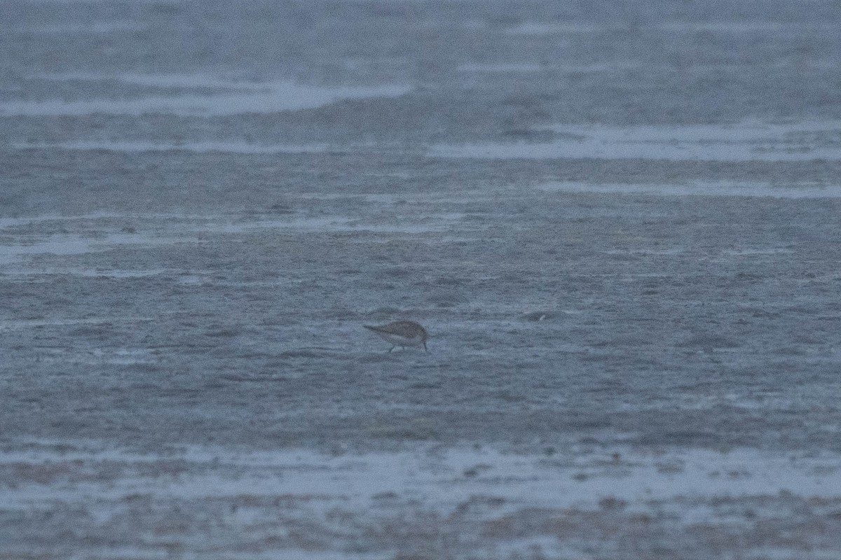 Шар түрүүт элсэг - ML617845682