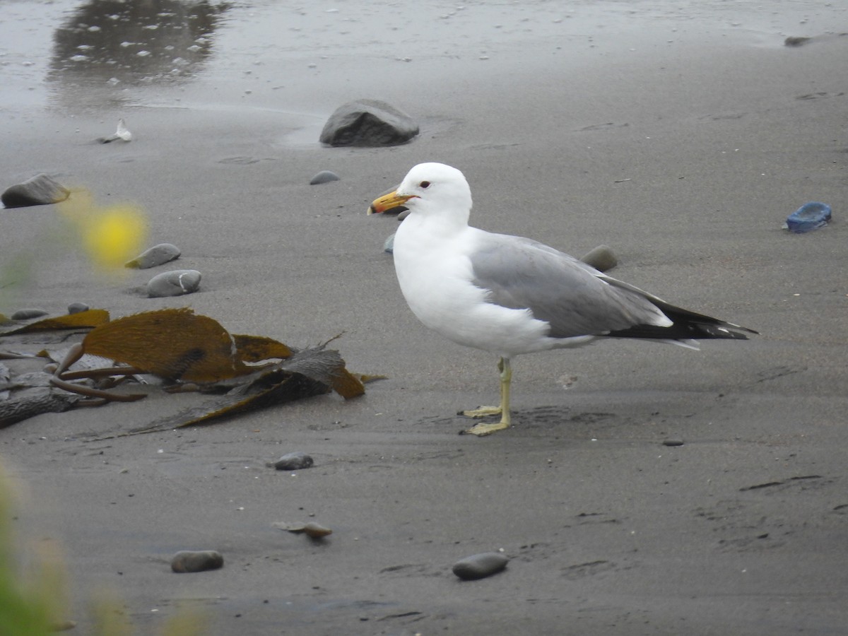 California Gull - Jeanene Daniels