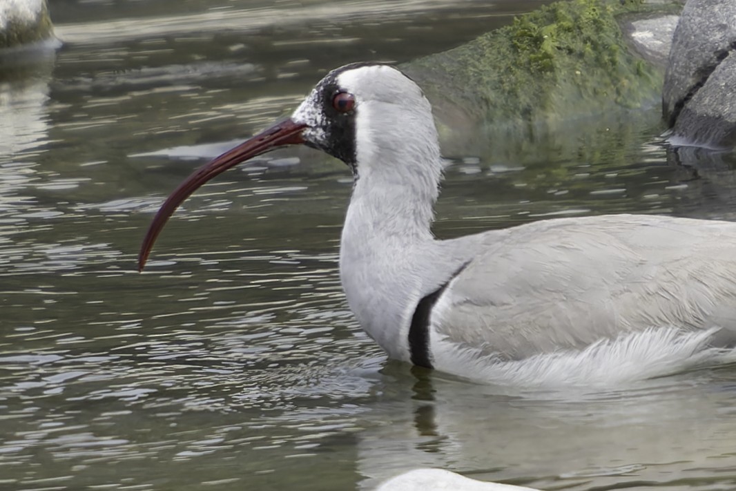Bec-d'ibis tibétain - ML617845722