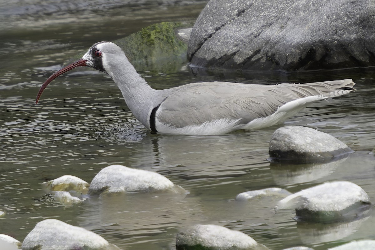 Bec-d'ibis tibétain - ML617845725
