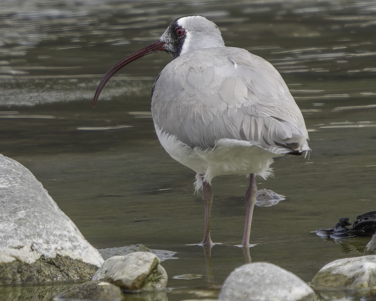 Bec-d'ibis tibétain - ML617845726