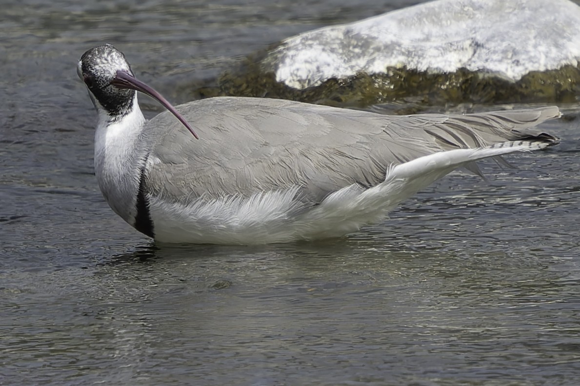 Bec-d'ibis tibétain - ML617845727