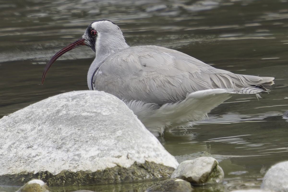 Bec-d'ibis tibétain - ML617845728