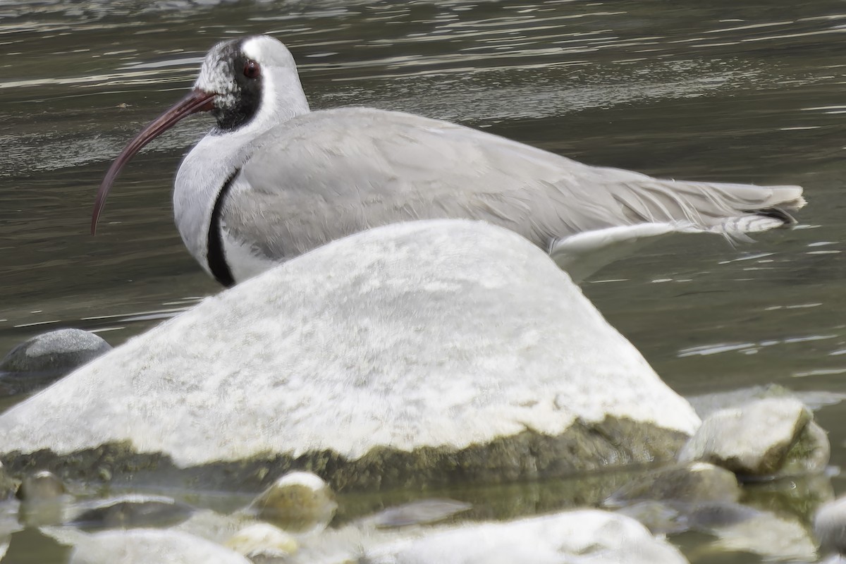 Bec-d'ibis tibétain - ML617845729