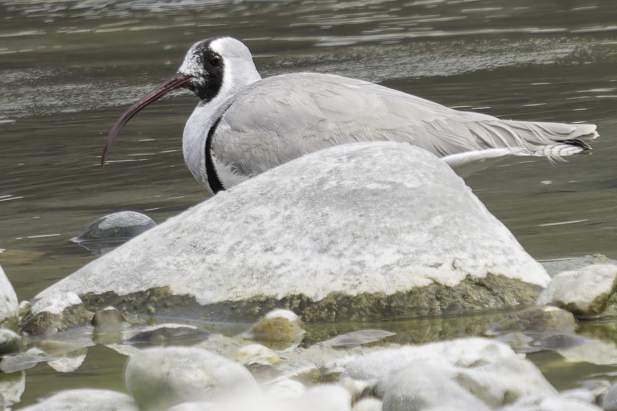 Bec-d'ibis tibétain - ML617845730