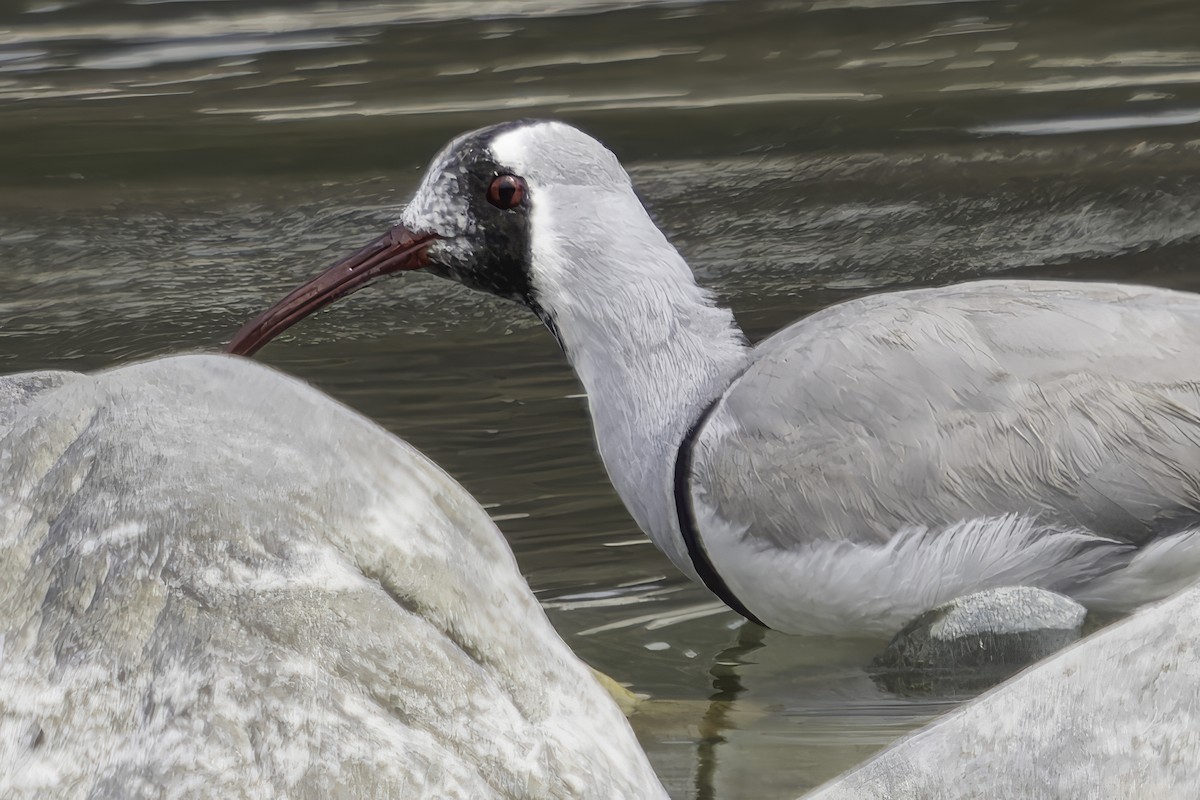 Bec-d'ibis tibétain - ML617845731