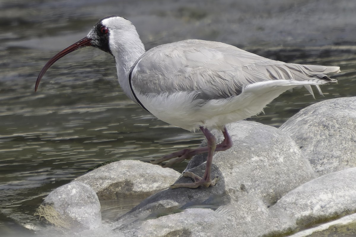 Bec-d'ibis tibétain - ML617845732