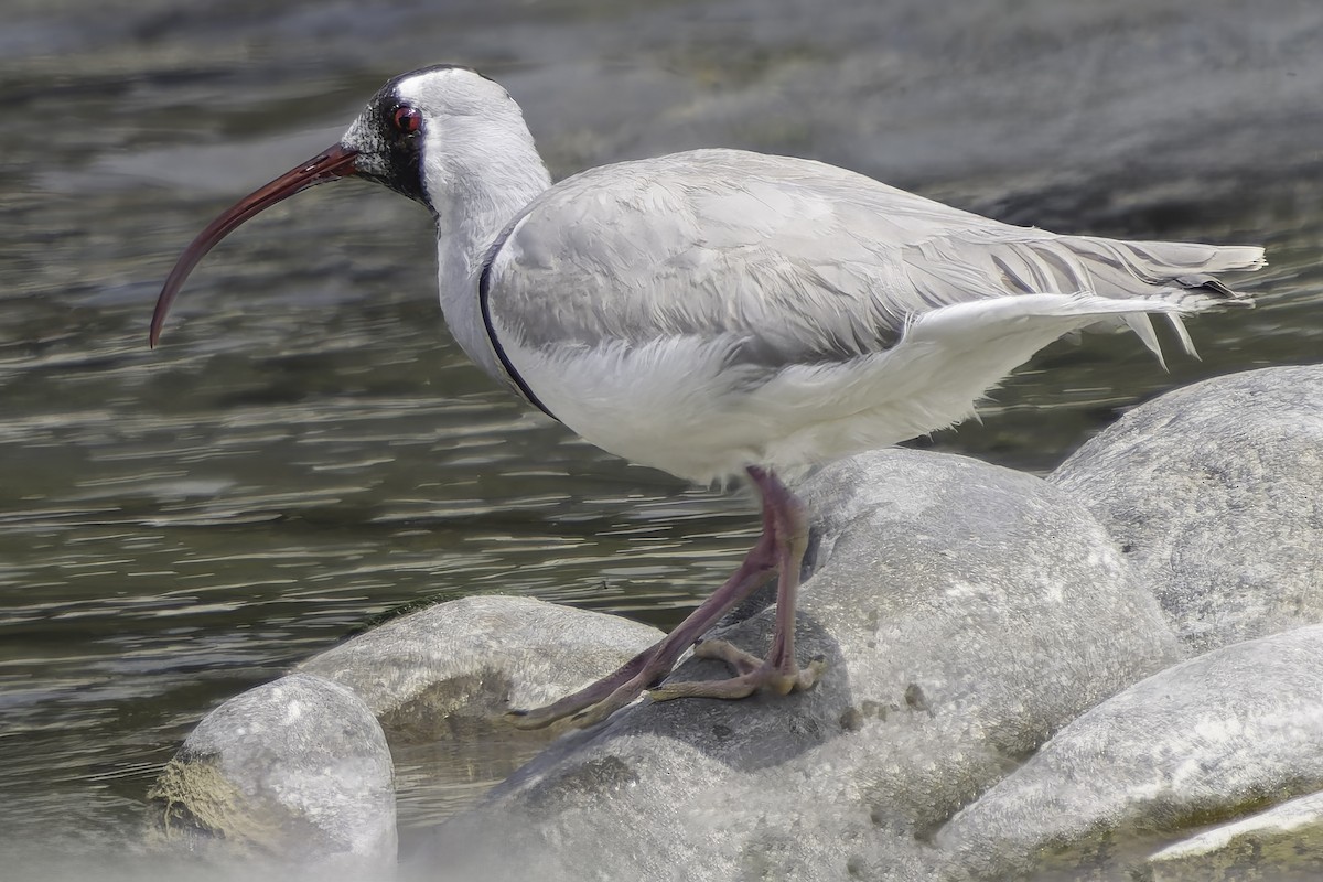 Bec-d'ibis tibétain - ML617845733