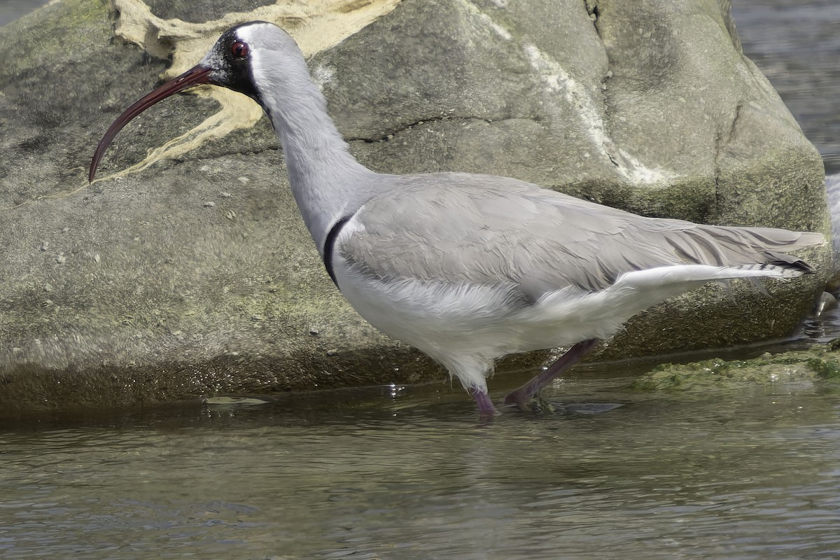 Bec-d'ibis tibétain - ML617845734