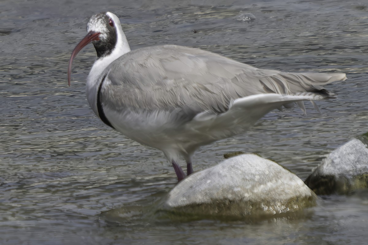Bec-d'ibis tibétain - ML617845735