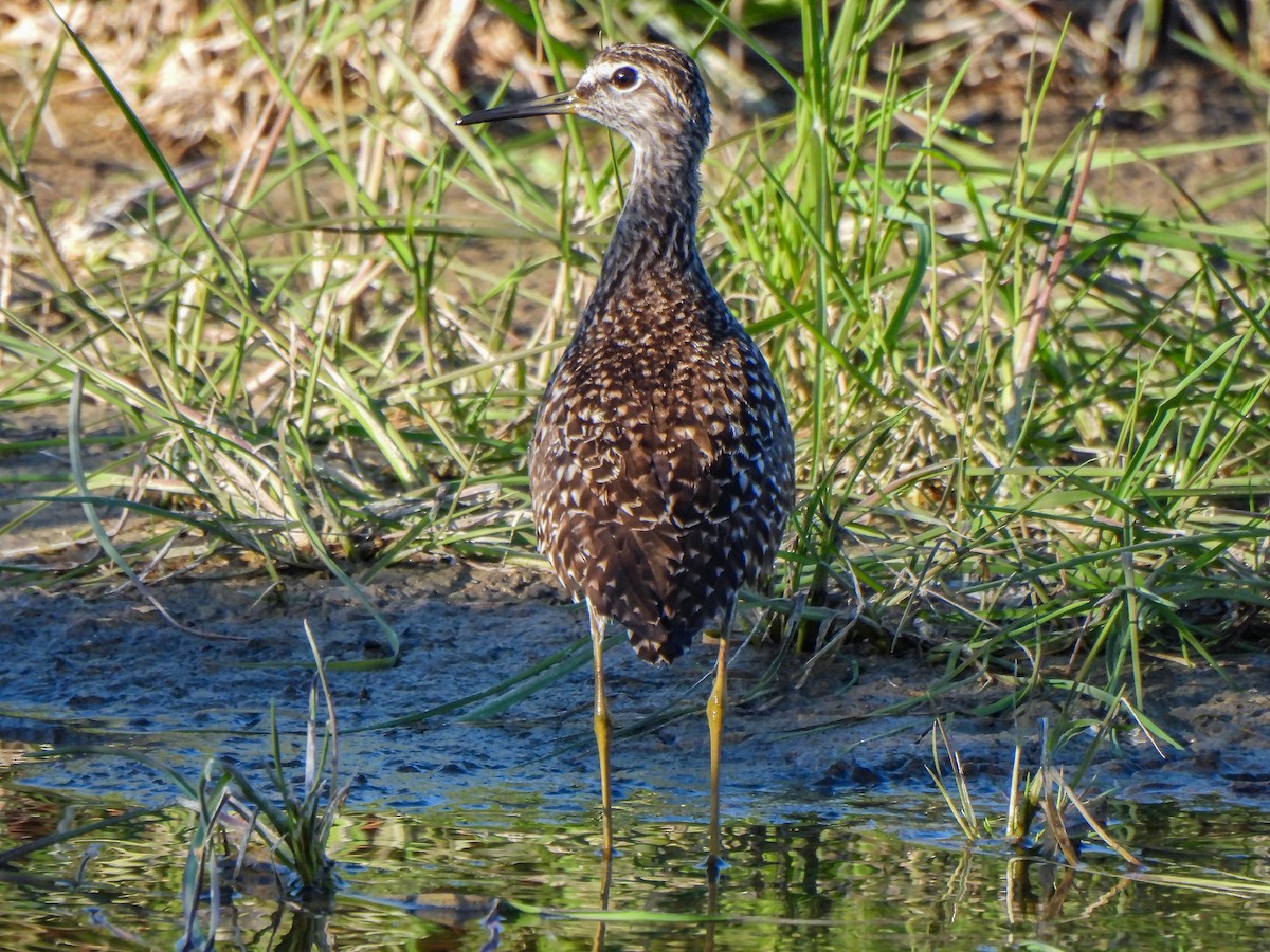 Wood Sandpiper - José Javier Orduña