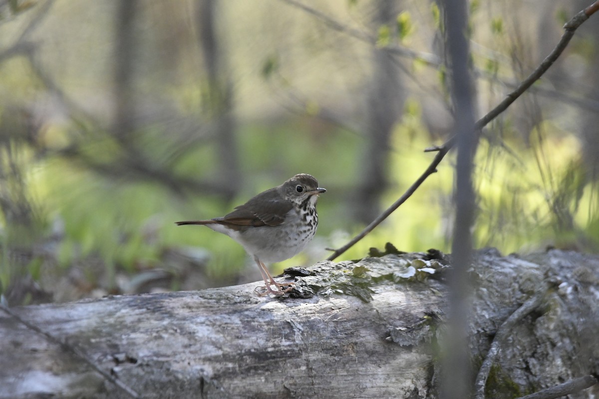 Hermit Thrush - Joan Heffernan