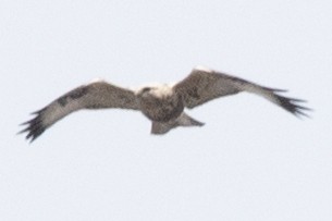 Rough-legged Hawk - ML617845780