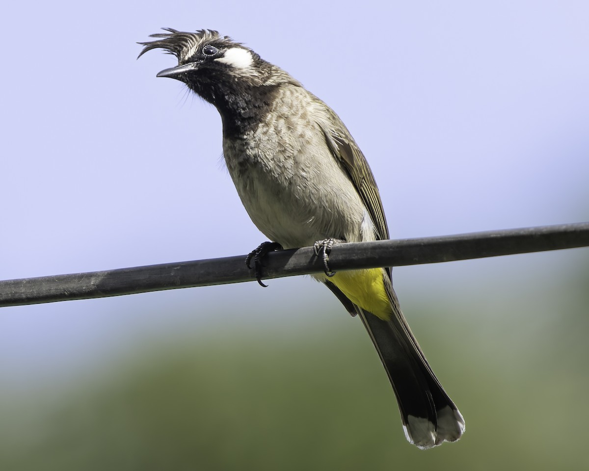 Himalayan Bulbul - Grant Price