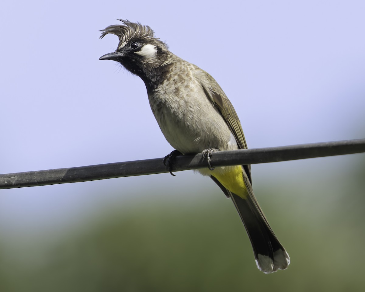 Himalayan Bulbul - Grant Price