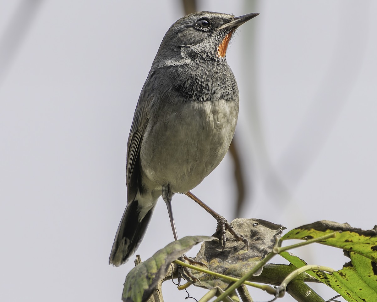 Himalayan Rubythroat - Grant Price