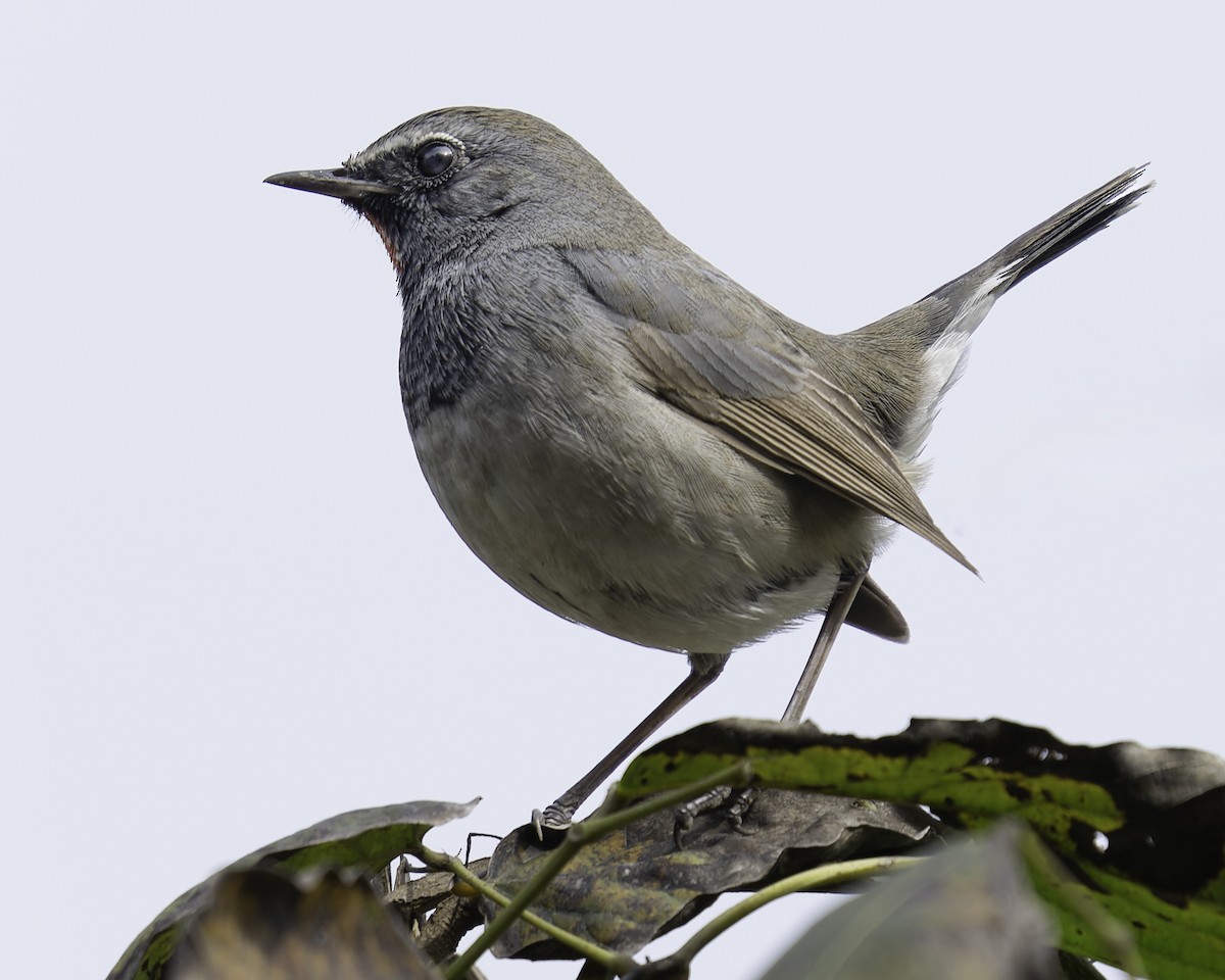 Himalayan Rubythroat - Grant Price