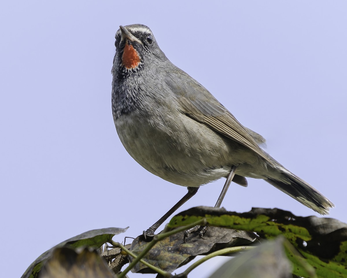 Himalayan Rubythroat - Grant Price