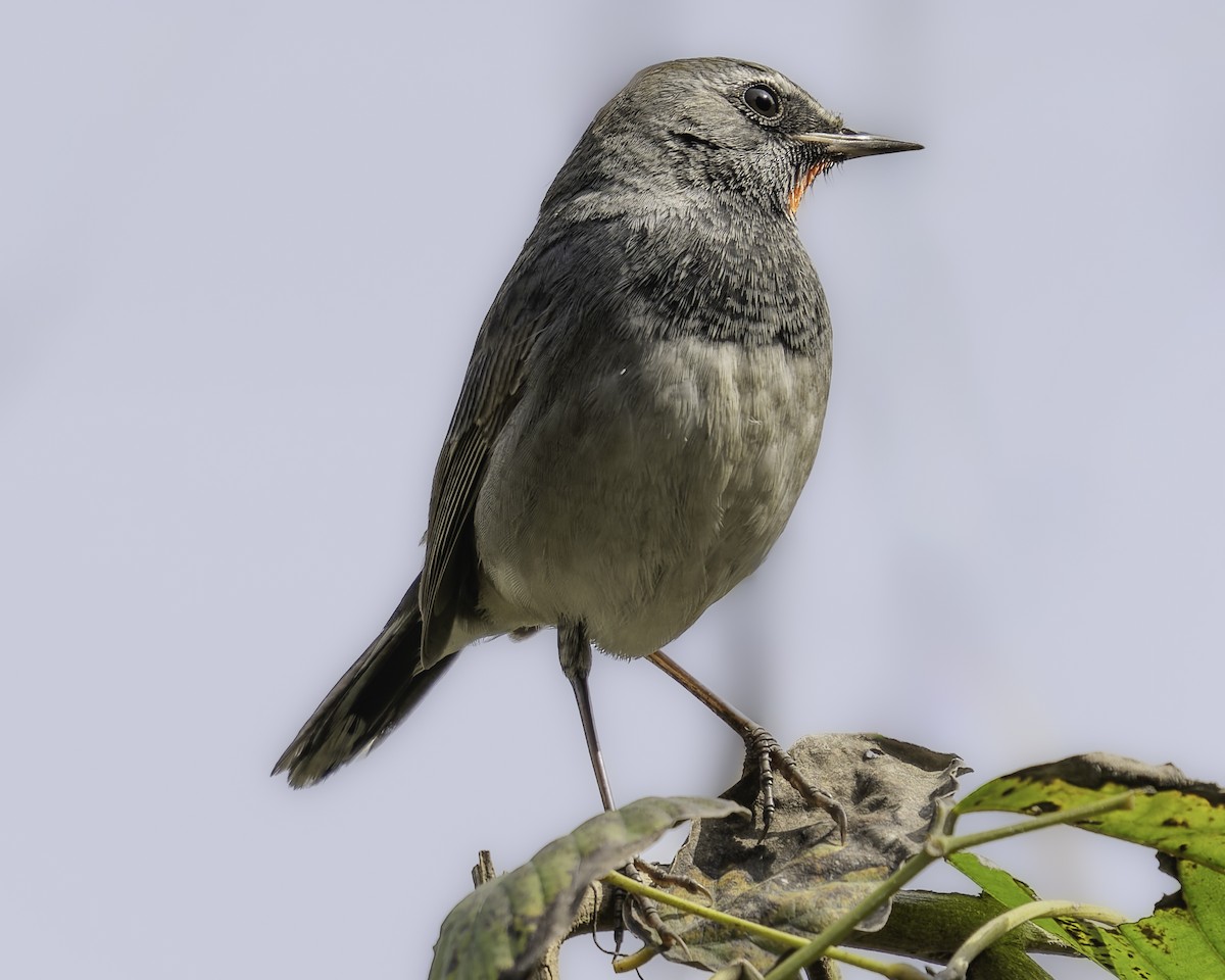 Himalayan Rubythroat - Grant Price