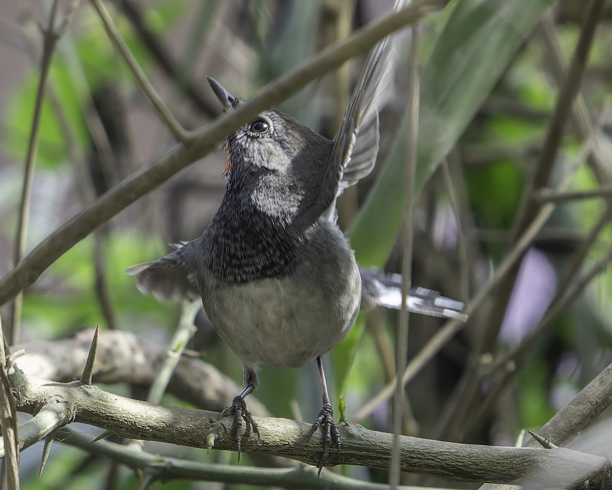 Himalayan Rubythroat - Grant Price