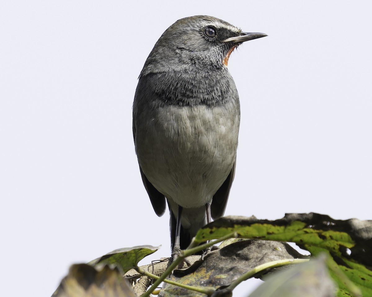 Himalayan Rubythroat - Grant Price