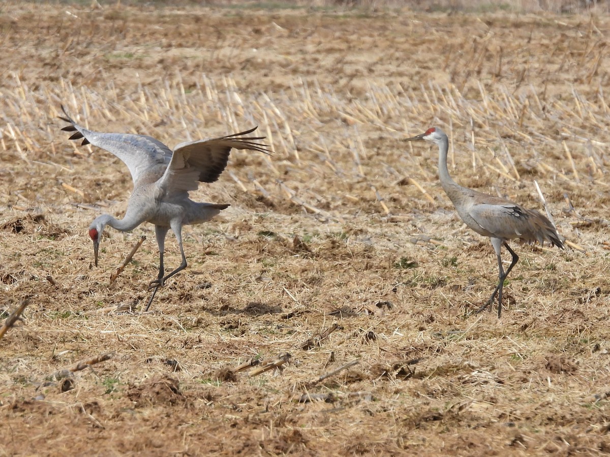 Grulla Canadiense - ML617845836