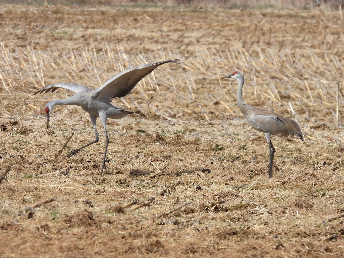 Grulla Canadiense - ML617845838