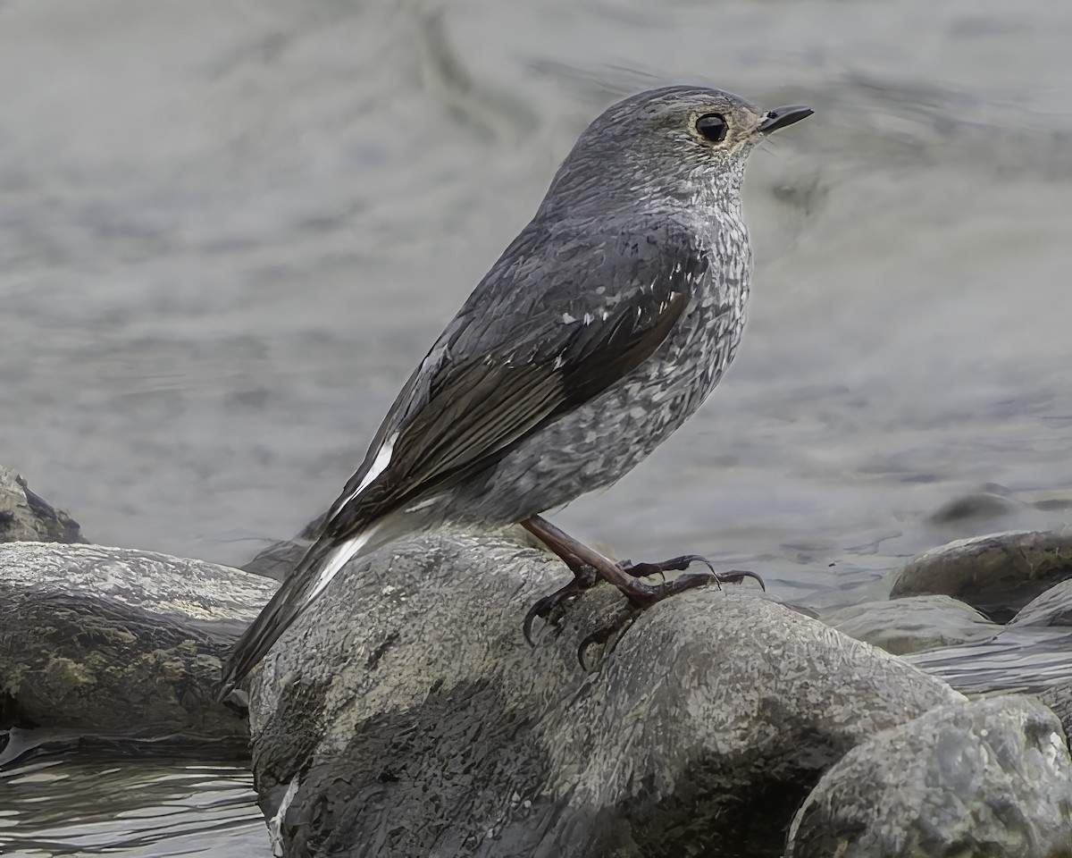 Plumbeous Redstart - Grant Price