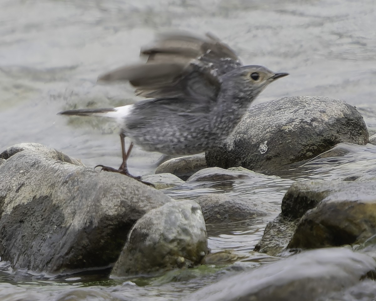 Plumbeous Redstart - Grant Price