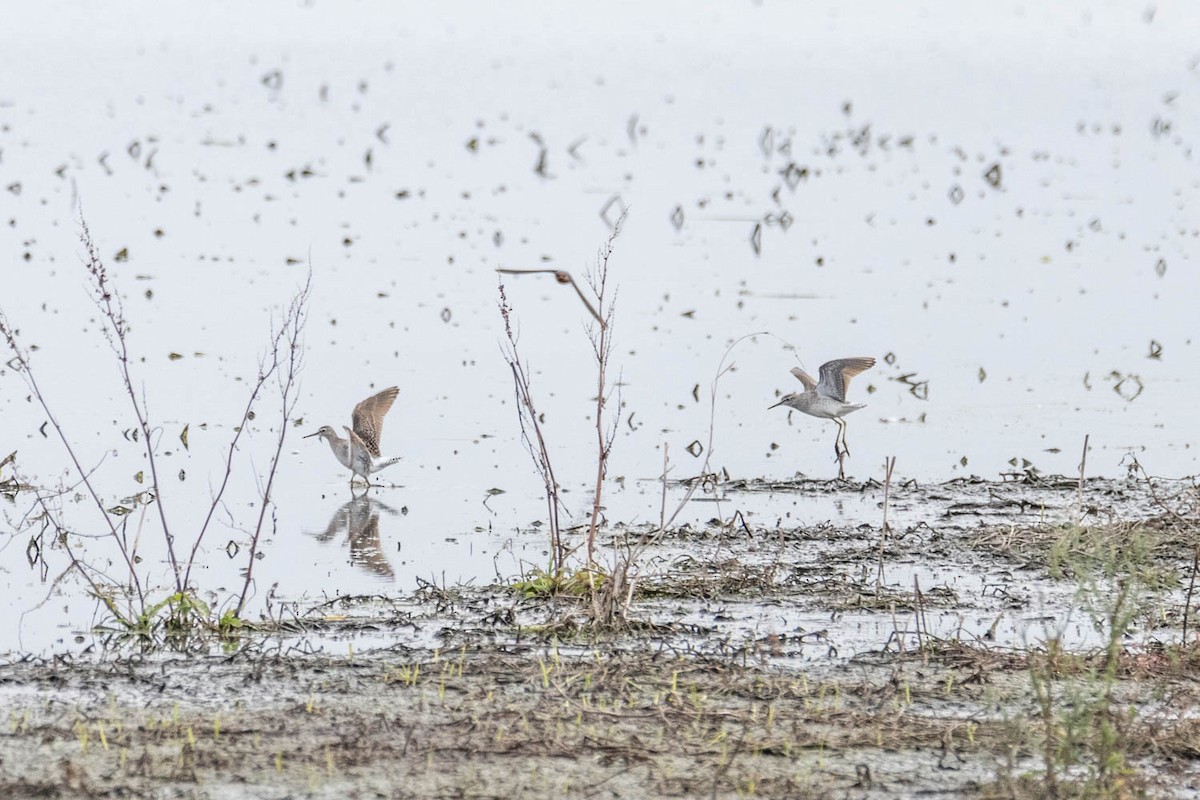 Wood Sandpiper - Scott Jamieson