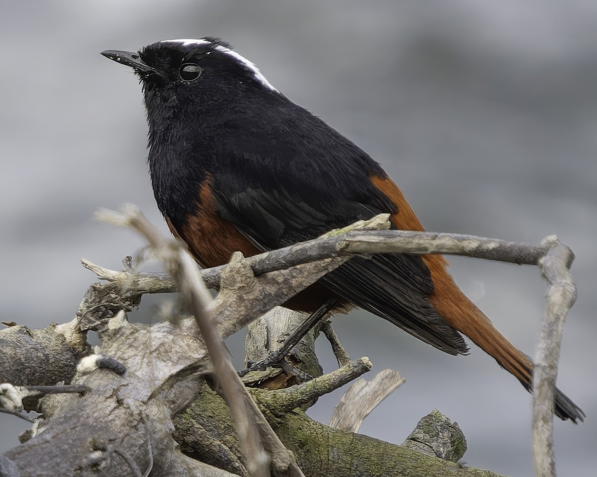 White-capped Redstart - Grant Price