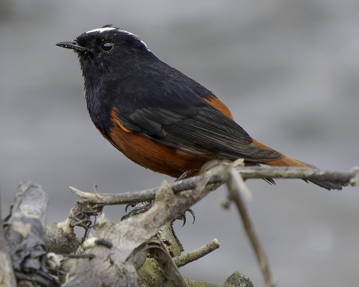 White-capped Redstart - Grant Price