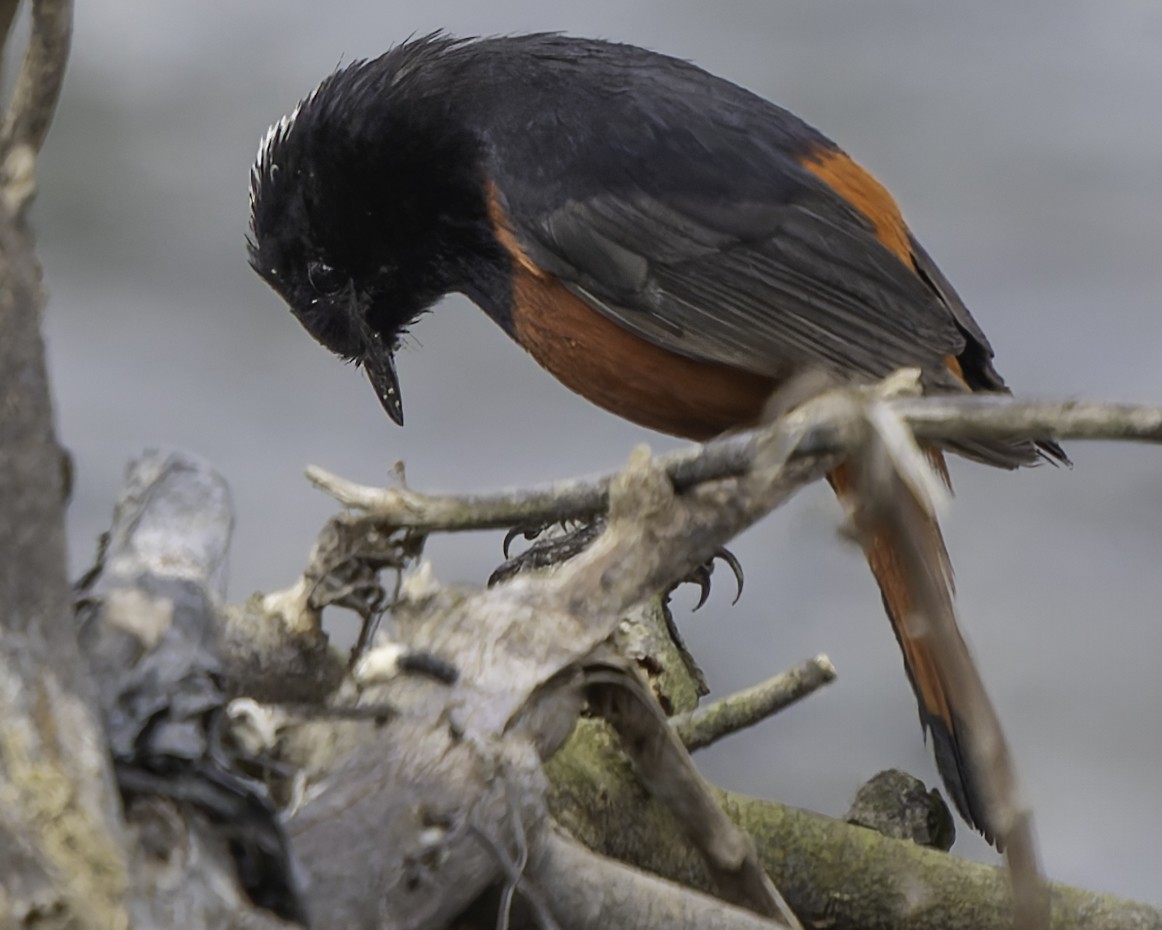 White-capped Redstart - Grant Price