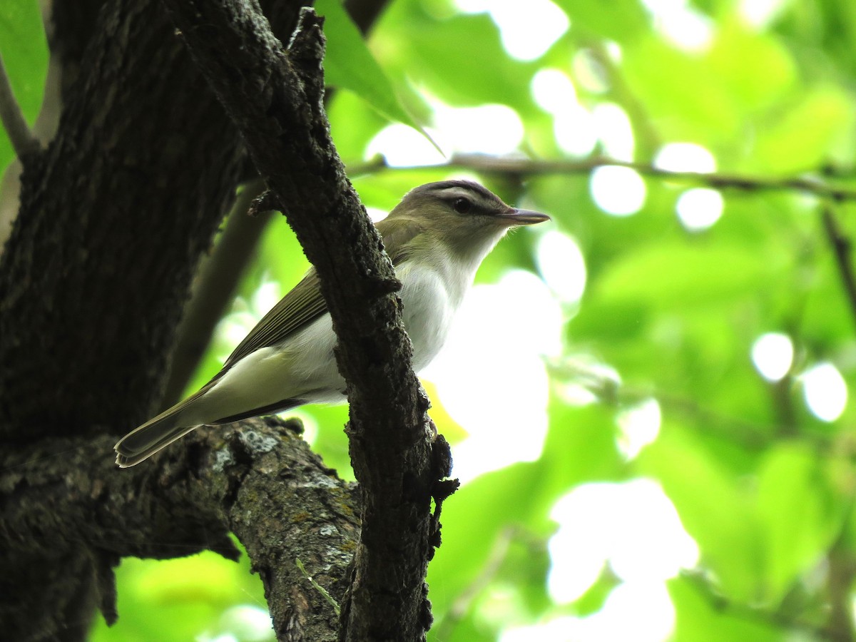 Red-eyed Vireo - ML617845912