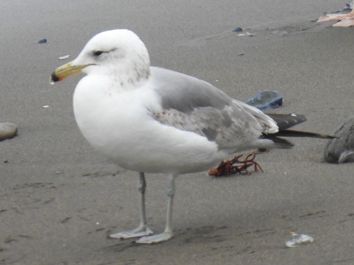 Gaviota Californiana - ML617845937