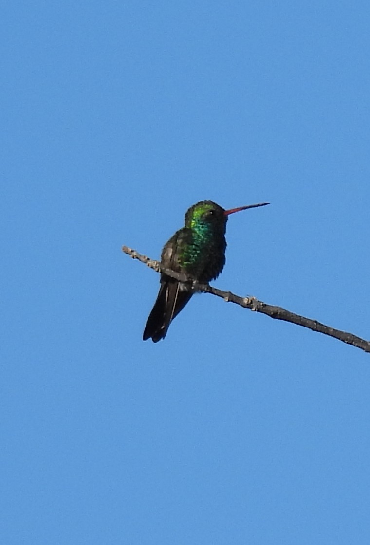 Colibrí Piquiancho Común - ML617845973