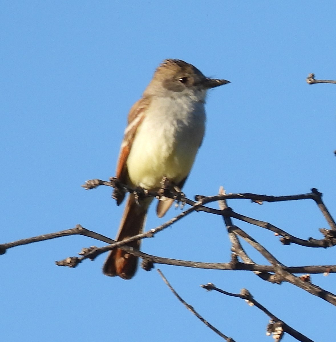 Ash-throated Flycatcher - ML617845986