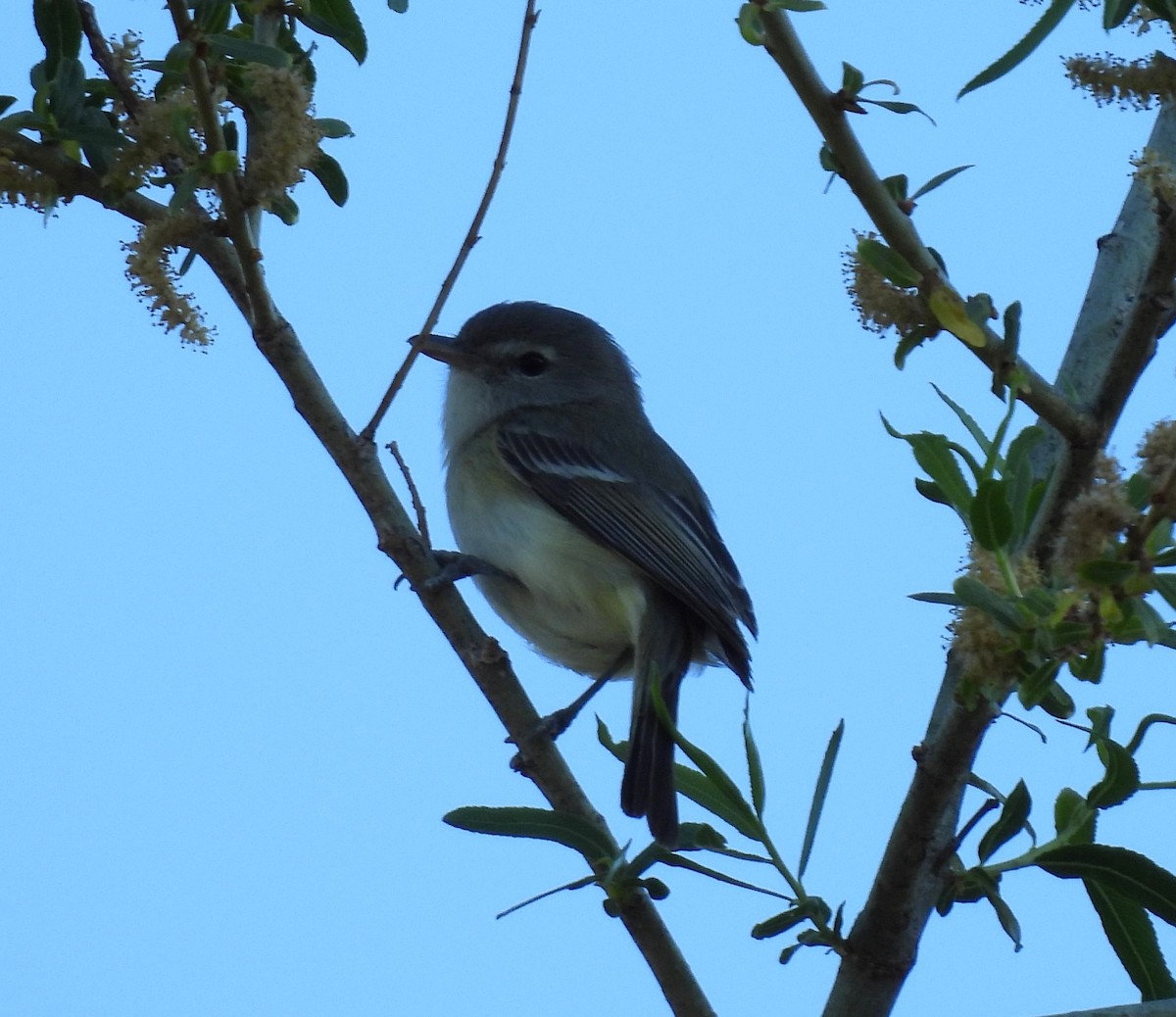 Bell's Vireo - Julie Furgason