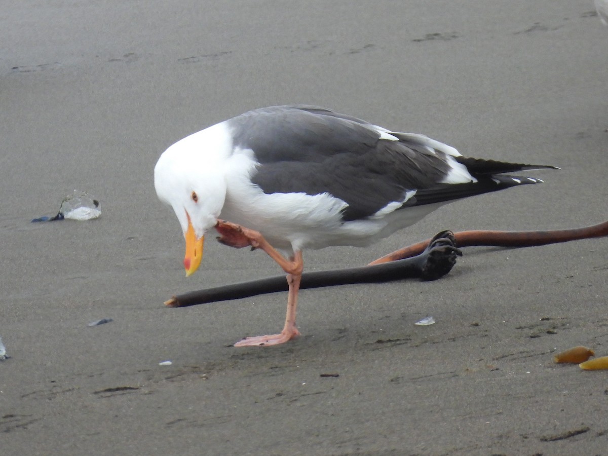 Western Gull - Jeanene Daniels