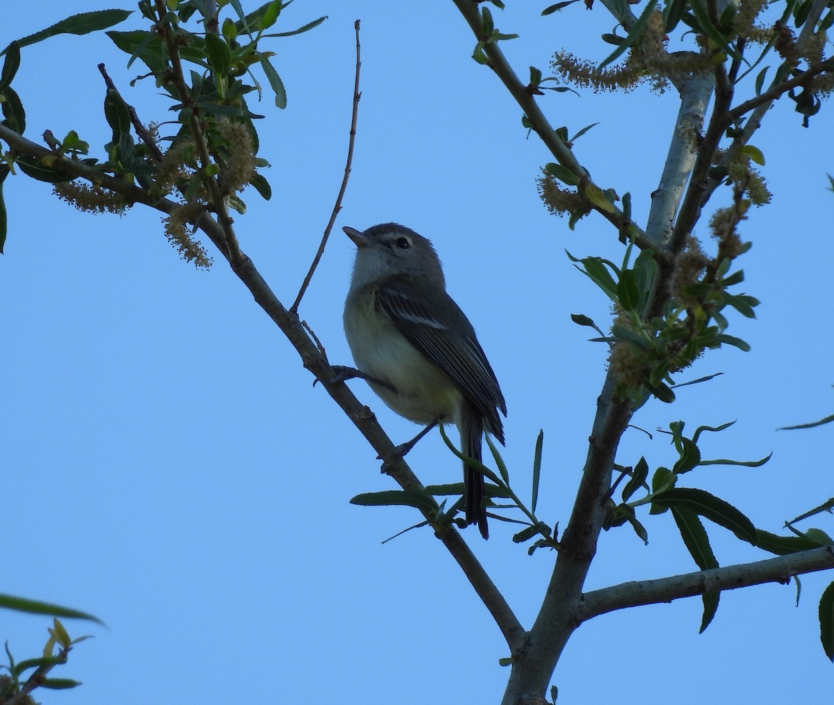 Braunaugenvireo - ML617845996