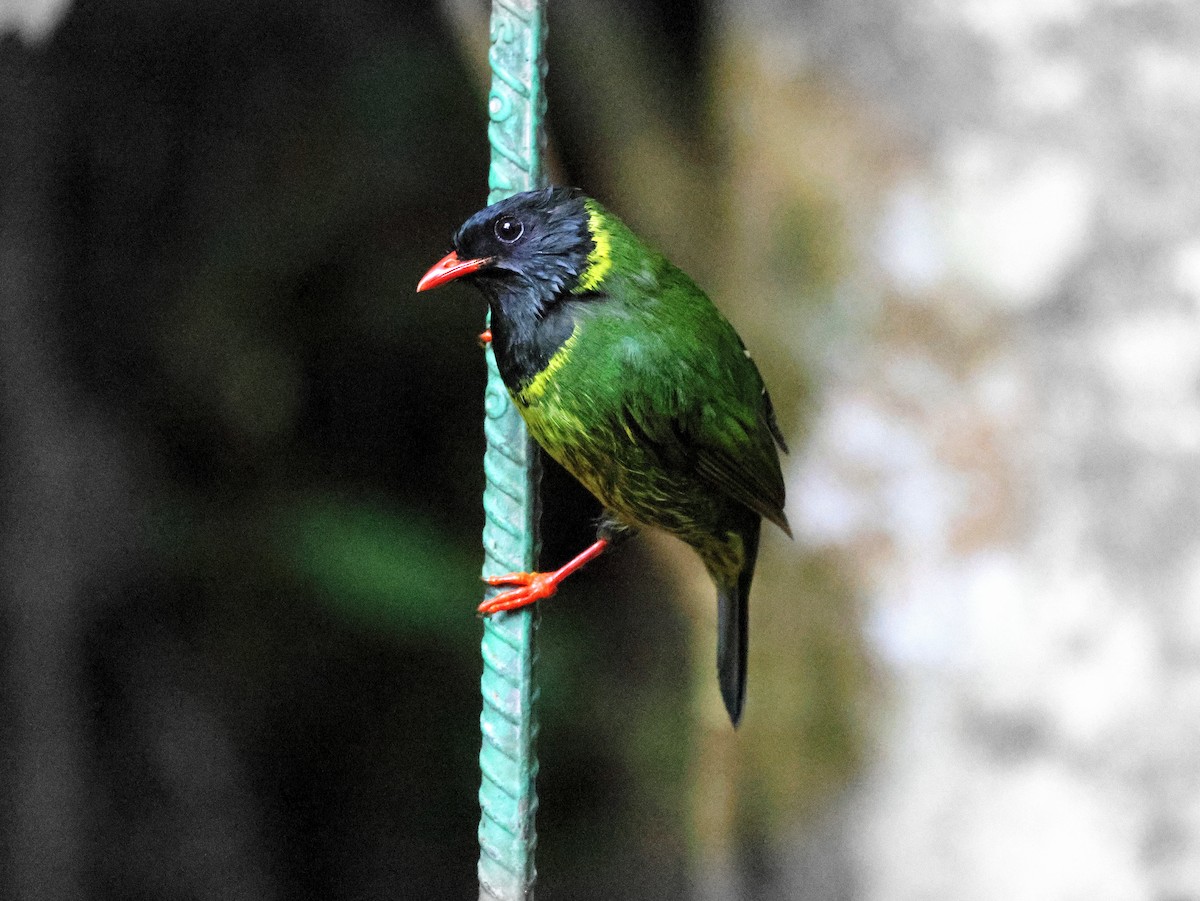 Green-and-black Fruiteater - Geoff Butcher