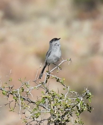 Black-tailed Gnatcatcher - ML617846004